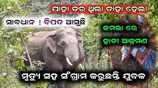 Elephant Attact Jamla  ଯାହା ଡର ଥିଲା ସେଟା ହେଲା  Watch Full VDO [upl. by Sax]