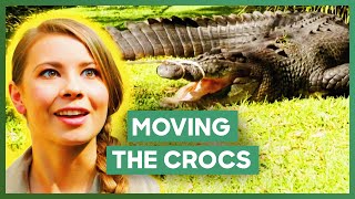 Australia Zoo Move A Cranky Crocodile Couple To A New Enclosure  Crikey Its The Irwins [upl. by Seligman]