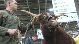 Salon de lagriculture  la vache Ovalie star du salon fait son entrée  AFP Images [upl. by Annaiel]