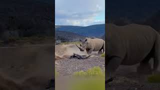 Unfazed Giant How a Rhino Escaped the Lions’ Attack [upl. by Rennug]