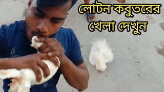 লোটন কবুতরের আজব খেলা দেখুন। আসল লোটন কবুতর চেনার উপায়।kabutar khamarlotan kabutar in Bangladesh [upl. by Trainor]