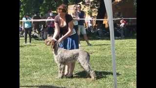 Košice 2013 CACIB Dog Show Spinone Italiano Stannamore CONTESSA LISA ALICIA [upl. by Zetnwahs]