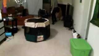 Puppy Turns Playpen into Hamster Wheel [upl. by Ahsotal]