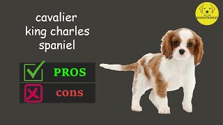 Cavalier King Charles Spaniel The Pros amp Cons [upl. by Nomor]