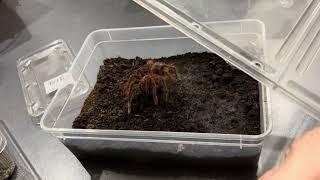 Feeding young SAF Theraphosa Apophysis  Pinkfoot Goliath [upl. by Peisch]