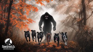 EPISODE 123  Dog Gone Bigfoot  Sasquatch Syndicate [upl. by Johanna]