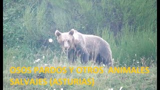 Varios osos pardos y otros muchos animales en estado salvaje Asturias verano 2024 [upl. by Alidis479]