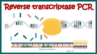 Reverse Transcriptase PCR RT PCR  What are the applications of RT PCR   RT PCR protocol [upl. by Asiar]