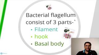 Prokaryotic Cell Flagella Pili amp Fimbriae [upl. by Barraza]