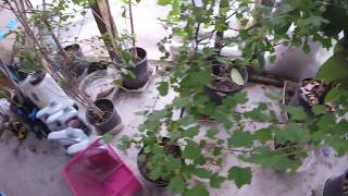 Miracle fruit Pitangatuba Moringa Pitomba Canistel etc part 2 [upl. by Aihtnamas]