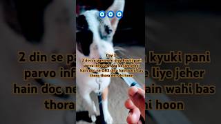 Dog ki parvo treatment youtubeshorts shorts dog doglover pets [upl. by Clancy]