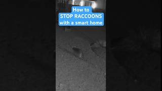 Stop raccoons with a smart home [upl. by Yelrak]