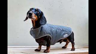 Dachshund dog coat waterproof insulated customfit cosy handquilted handmade grey [upl. by Ayotel992]