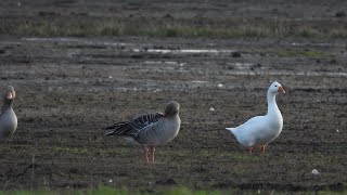 Domestic geese together with greylag geese [upl. by Kellen376]