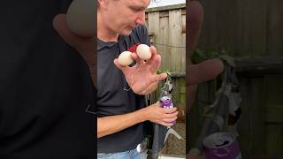 🐣2 eieren per dag ❤️✌🏽🥚🥚eieren eggs egg eggshorts viralshort viralvideo [upl. by Aleta146]