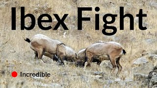 Ibex Fight [upl. by Danica195]