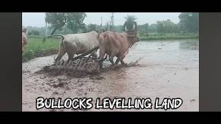 Village man👳🏻‍♂️ Bulls🐂 hard work💪🏻 in mud field  Levelling the land after ploughing [upl. by Anella]