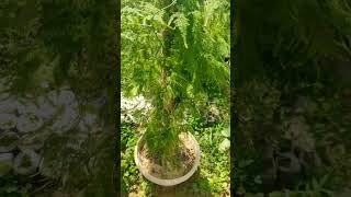 Plumosa Fern  Asparagus Fern  Nusrat Noor Farm [upl. by Beora427]