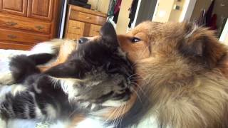 Maine coon sheltie babies beautiful interaction [upl. by Aliab317]