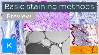 Basic histological staining methods preview  Human Histology  Kenhub [upl. by Nuncia]