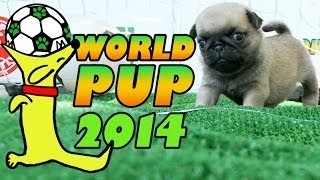 World Pup  Pug Puppies vs Bichon Frise [upl. by Samira]