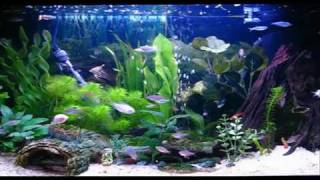 Amazing Aquarium HD Screensaver [upl. by Urquhart183]