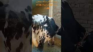 Beautiful cows in Pakistanmilk recordcow animals milkfed milkfed milkbooth [upl. by Vyse]