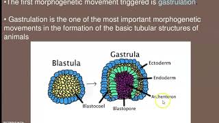 Gatrulation and Morphogenetic movements [upl. by Sathrum890]