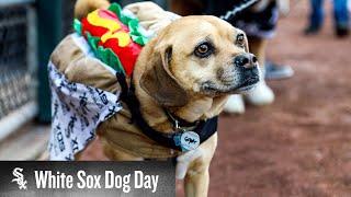 White Sox Dog Day at Guaranteed Rate Field  A PAWsome Compilation 2023 [upl. by Aehc382]