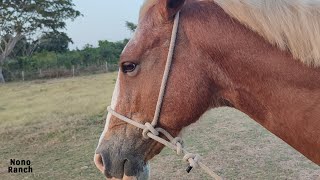 GAMARRA DE EMERGENCIA PARA CABALLOS [upl. by Andros151]