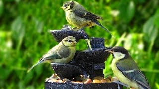 Bird Sounds at The Water Fountain on A Beautiful Evening [upl. by Ewnihc]