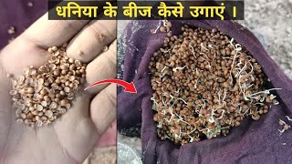 धनिया के बीज को जल्दी अंकुरित कैसे करें। How to germinate coriander seeds [upl. by Ilecara]