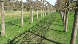 Freshly pleached Lime trees at the beautiful Erddig NT paysite garden near Wrecsam Cymru Wales [upl. by Nylacaj]