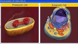 CBSE Class 12 Biology  Molecular Basis of Inheritance Part 2  Full Chapter  By Shiksha House [upl. by Funk685]