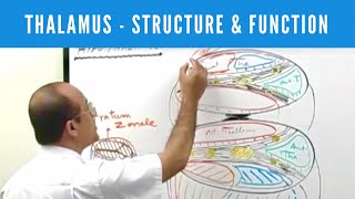 Thalamus  Structure and Function  Neuroanatomy [upl. by Nereen]