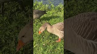 Greylag goose [upl. by Vernice]