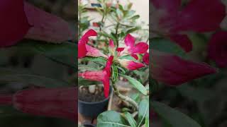 Adenium collection Akshar Plants amp Planters [upl. by Loella]