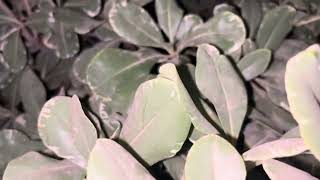 تكاثر البتسبوريوم 🌿🌹Pittosporum Propagation [upl. by Iggem]