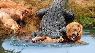 30 Times Animals Messed With Wrong Opponents [upl. by Aleakam887]