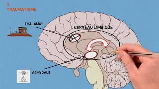 3 Les traumas Traumatisme et conséquences sur le cerveau [upl. by Ajiam]