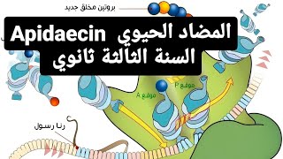 حل تمرين رائع حول المضاد الحيوي apidaecin [upl. by Knah]