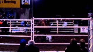 Bronco Busting at Rockhampton Rodeo [upl. by Marvin]