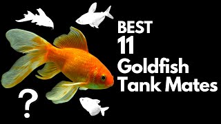 Top 11 Goldfish Tank Mates You Should Try [upl. by Rahr]