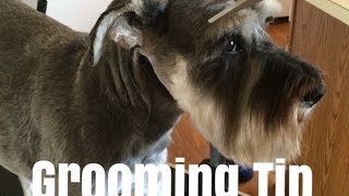 Schnauzer Grooming Tip 9  Nose amp Eyes  SchnauzerMom [upl. by Jaimie]