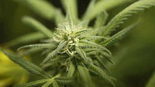 FDA panel recommends marijuanabased drug [upl. by Ottie]