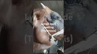 Lymph node swelling Theleriosis submandibular lymph node swelling Face swelling in cow Cow [upl. by Iaras]