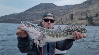 FISHING GIANT BURBOTJiggingOKANAGAN LAKE MONSTERCatch amp Clean [upl. by Nessi]