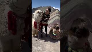 Llamas cusco Vinicunca mexico shorts travel [upl. by Charmane]