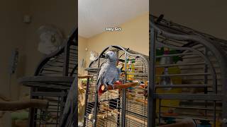 Gizmo’s at it again—told Siri to ‘squawk off’ Wow funnyparrot bird talkingparrot parrot [upl. by Lyrak]