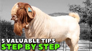 REVEALED How to be successful in goat farming  Boer Goats [upl. by Brunell]